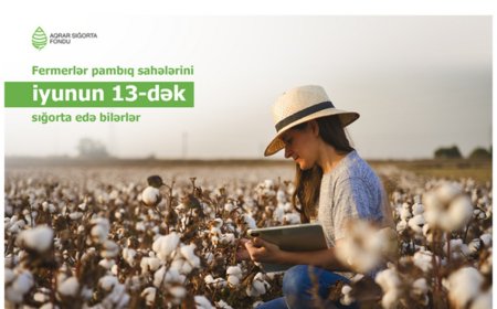 Pambıq sahələrinin sığortalanması ilə bağlı YENİ XƏBƏR!