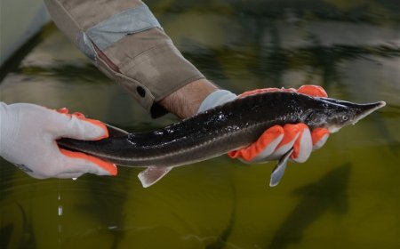 Azərbaycan balığı Avropa ölkələrinə ixrac olunacaq