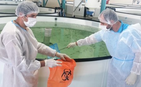 Balıqçılıq subyektlərində monitorinqlər keçiriləcək