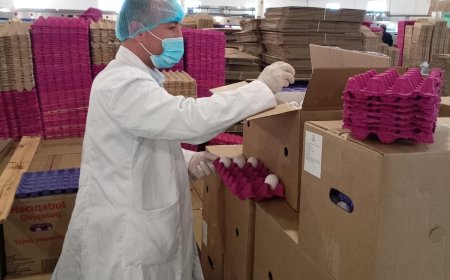 Azərbaycan ABŞ-a 4 milyon 320 min ədəd yumurta ixrac edib