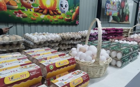 Yumurtanın tərkibi və faydalı xüsusiyyətləri